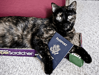 Ветпаспорт для кошки